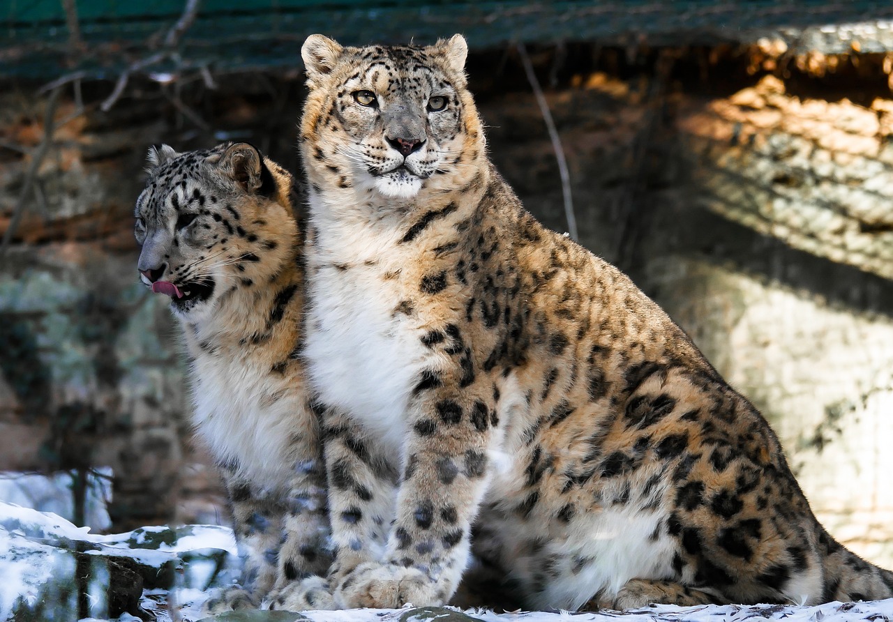 Felinos, leoporardo de las nieves, uncia unica